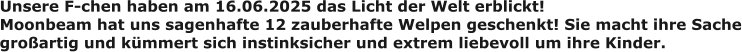 Unsere F-chen haben am 16.06.2025 das Licht der Welt erblickt! Moonbeam hat uns sagenhafte 12 zauberhafte Welpen geschenkt! Sie macht ihre Sache großartig und kümmert sich instinksicher und extrem liebevoll um ihre Kinder.