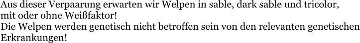Aus dieser Verpaarung erwarten wir Welpen in sable, dark sable und tricolor,  mit oder ohne Weißfaktor!  Die Welpen werden genetisch nicht betroffen sein von den relevanten genetischen Erkrankungen!