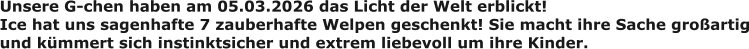Unsere G-chen haben am 05.03.2026 das Licht der Welt erblickt! Ice hat uns sagenhafte 7 zauberhafte Welpen geschenkt! Sie macht ihre Sache großartig und kümmert sich instinktsicher und extrem liebevoll um ihre Kinder.