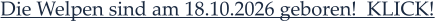 Die Welpen sind am 18.10.2026 geboren!  KLICK!